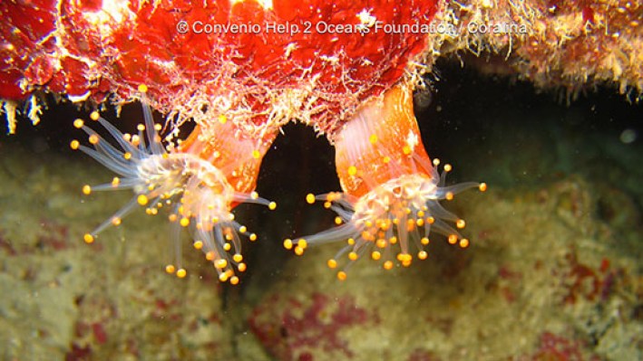 Banded tube anemone (16)